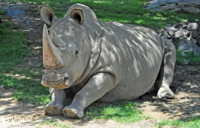 Один из последних в мире северных белых носорогов умер в США
