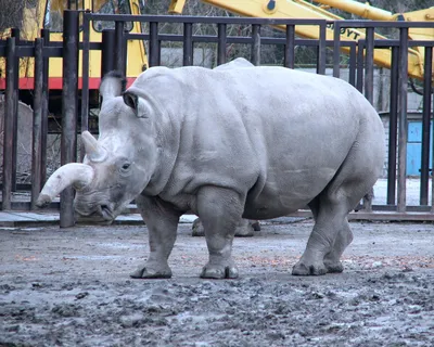Рог носорога и бивень слона: во Франции осудили торговцев «товаром», ради  которого убивают животных