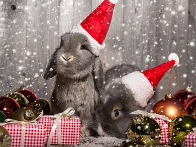 Скачать обои новый год, животные, подарки, шарики, кролики разрешение  1600x1200 #191851