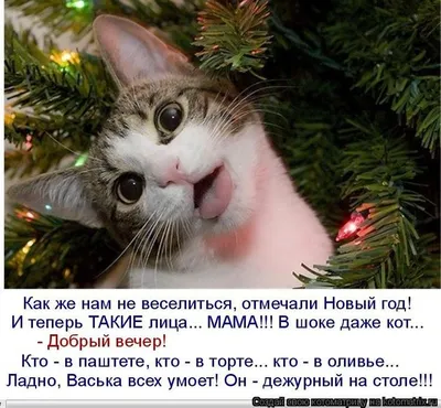 Обои на телефон: Новый Год (New Year), Рождество (Christmas Xmas),  Праздники, Животные, Собаки, 10619 скачать картинку бесплатно.