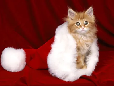 Купить Симпатичные животные кошка собака Рождественский плед наволочка  домашний декор наволочка подарок на новый год | Joom
