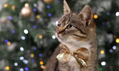 Купить Симпатичные животные кошка собака Рождественский плед наволочка  домашний декор наволочка подарок на новый год | Joom