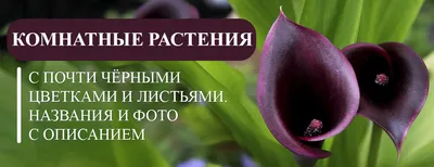 Виды цветов похожих на розы, но не розы - названия и фото | блог интернет -  магазина АртФлора