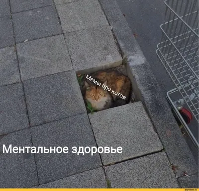 Прикольные картинки с надписями и cпорт - это здоровье | Mixnews