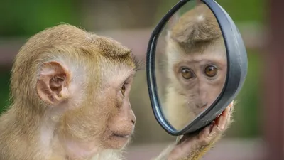 Каких обезьян французский учёный назвал по фамилии своих кредиторов? —  Музей фактов