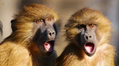 Планета обезьян 4» полностью слили и удивили фанатов | Gamebomb.ru
