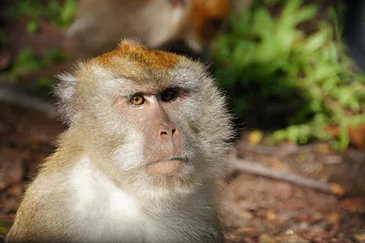 Журналисты разоблачили глобальную сеть садистов, мучающих обезьян