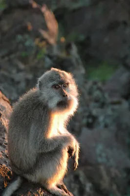 Гора обезьян, отзыв от klaudia – \"Парк обезьян.\", Кинцхайм, Франция, Август  2019
