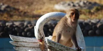 Удивительные способности обезьян | Пикабу