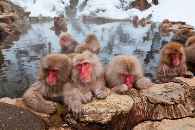 В Индии трое мужчин и обезьяны образовали преступную группировку -  14.04.2021, Sputnik Узбекистан
