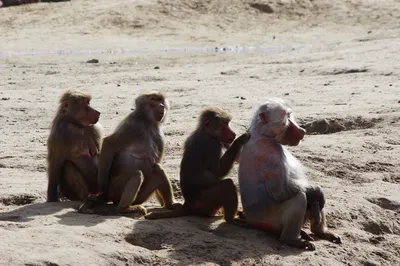 В Нигерии из-за оспы обезьян запретили продавать мясо диких животных |  Ветеринария и жизнь