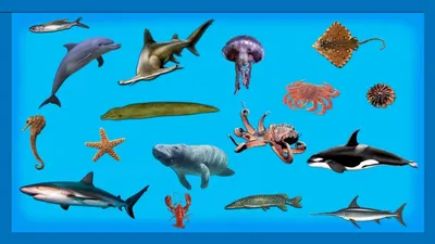 Животные живущие в океане - 69 фото