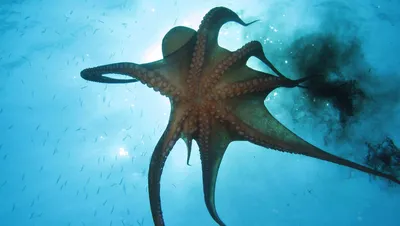 Морские чудища: самые редкие и необычные обитатели океана - фото -  18.06.2020, Sputnik Казахстан