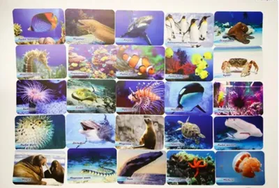 Комплект обучающих карточек Проф-Пресс Рыбы+Земноводные+Обитатели морей и  океанов купить по цене 375 ₽ в интернет-магазине Детский мир