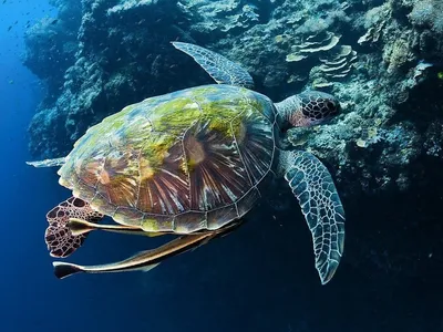 Cамые красивые обитатели морей и океанов - топ 10, рейтинг, фото