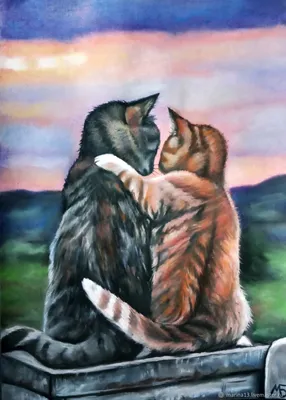 Котики и обнимашки | Пикабу