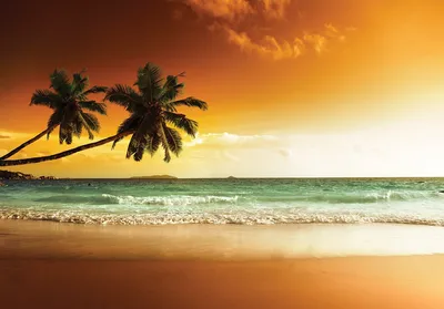 Летние фото обои море 368x254 см 3D Природа Закат Две пальмы на берегу  океана (14614P8)+клей купить по цене 1200,00 грн