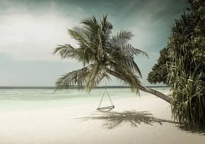3д фото обои море 368 x 254 см Одинокая пальма на пляже (13344P8)+клей  (ID#1400013639), цена: 1200 ₴, купить на Prom.ua