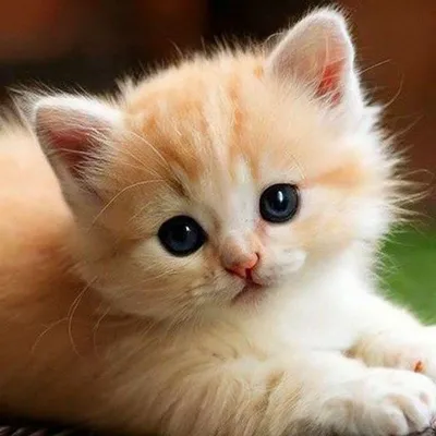Котики - самые милые и любимые домашние животные!» — создано в Шедевруме