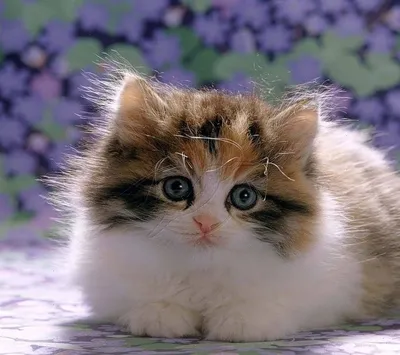Очень милые котики (61 фото) | Cute cats, Most beautiful cat breeds, Funny  cat pictures