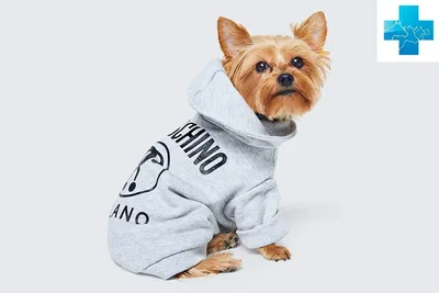Одежда для собак, дождевик комбинезон для малых и средних пород - купить с  доставкой по выгодным ценам в интернет-магазине OZON (915809546)