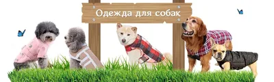 Вязаная одежда для собак🐶 on Instagram: “Пух норки, красивые оттенки. Эти  свитера в наличии, по стоимости и размеру м… в 2023 г | Одежда для собак,  Свитер для собак, Собаки