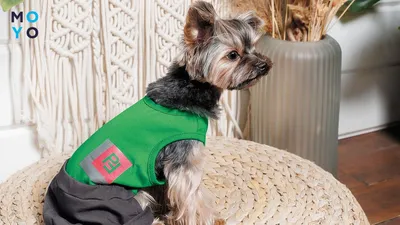 Одежда для собак, купить одежду для собаки в Киеве, доступные цены на  одежду для собак в магазине Люпосан