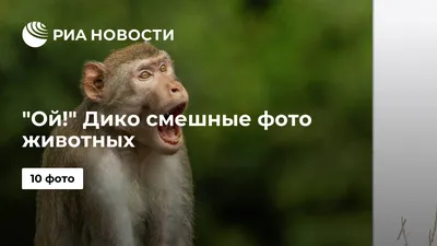 Ой!\" Дико смешные фото животных - РИА Новости, 18.11.2021