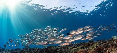 Мировой океан – барометр здоровья планеты и его показания вызывают тревогу  | Новости ООН