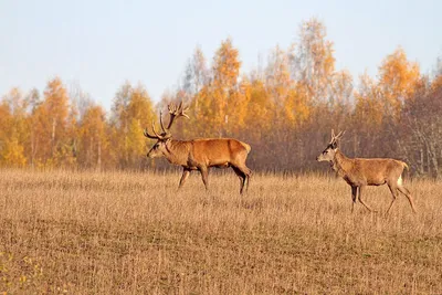 Qansonar.com – Охота, рыбалка и активный туризм - Лимиты на отстрел животных  в период охоты утвердили в Казахстане