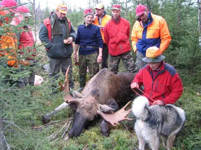 С 1 октября открывается загонная охота на копытных охотничьих животных.  Продлится она до 31 декабря