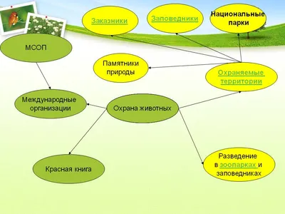 Защита животных» — создано в Шедевруме