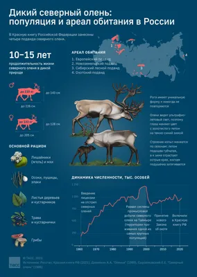 Дикий северный олень: где живет и чем питается - Инфографика ТАСС