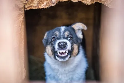 За что можно будет схлопотать штраф: 10 самых опасных собак, которых нужно  выводить в наморднике - Новости Калининграда