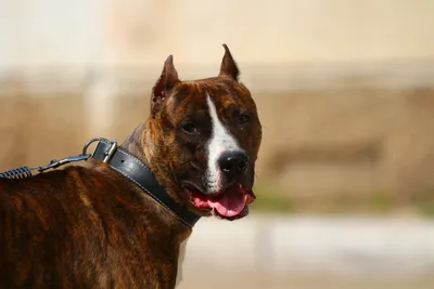 В МВД не видят смысла в расширении перечня потенциально опасных собак |  Ветеринария и жизнь