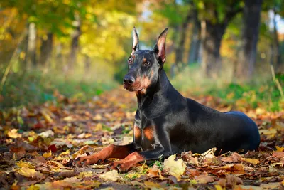 Власти утвердили список потенциально опасных собак — РБК