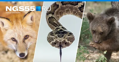 7 опасных животных с безобидным внешним видом.
