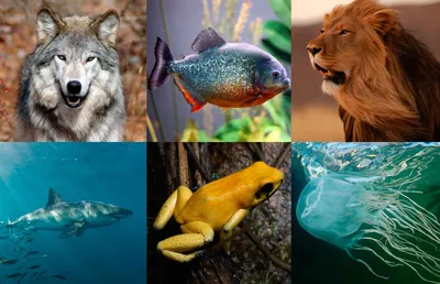 7 самых опасных животных в мире. Некоторые выглядят вполне добродушно | РБК  Life