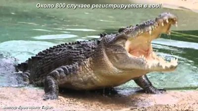 Крокодил в природе, опасных животных Стоковое Изображение - изображение  насчитывающей рот, глаз: 129418377