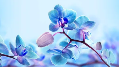 Обои Цветы Орхидеи, обои для рабочего стола, фотографии цветы, орхидеи,  цветение, синяя, орхидея, соцветия Обои для рабочего стола, скачать обои  картинки заставки на рабочий стол.