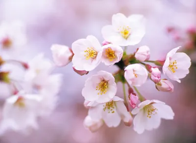 Изображение Цветы сакуры для скинали высокого качества