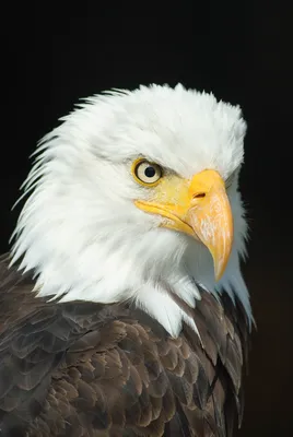Фотография пустынного орла» — создано в Шедевруме