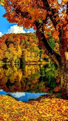 Картинки осень для телефона фотографии
