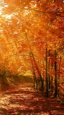 Картинки осень на заставку телефона (70 фото)