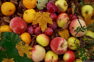 Осень сезонные овощи и фрукты на темном фоне Стоковое Изображение -  изображение насчитывающей состав, черный: 162350119