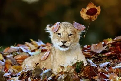 Топ-25 потрясающих фото животных, которые обожают осень | Обозреватель