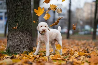 Кинолог назвал главные ошибки при прогулке с собакой осенью | Ветеринария и  жизнь