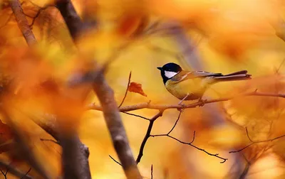 Фотография птица Great Tit Осень Животные