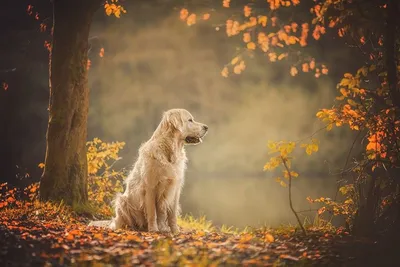 Осень, от которой мы в восторге - 30 фотографий с животными | Золотистые  ретриверы, Фотографии собак, Милые собаки