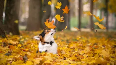 Photo Welsh Corgi dog Foliage Autumn animal 1920x1080